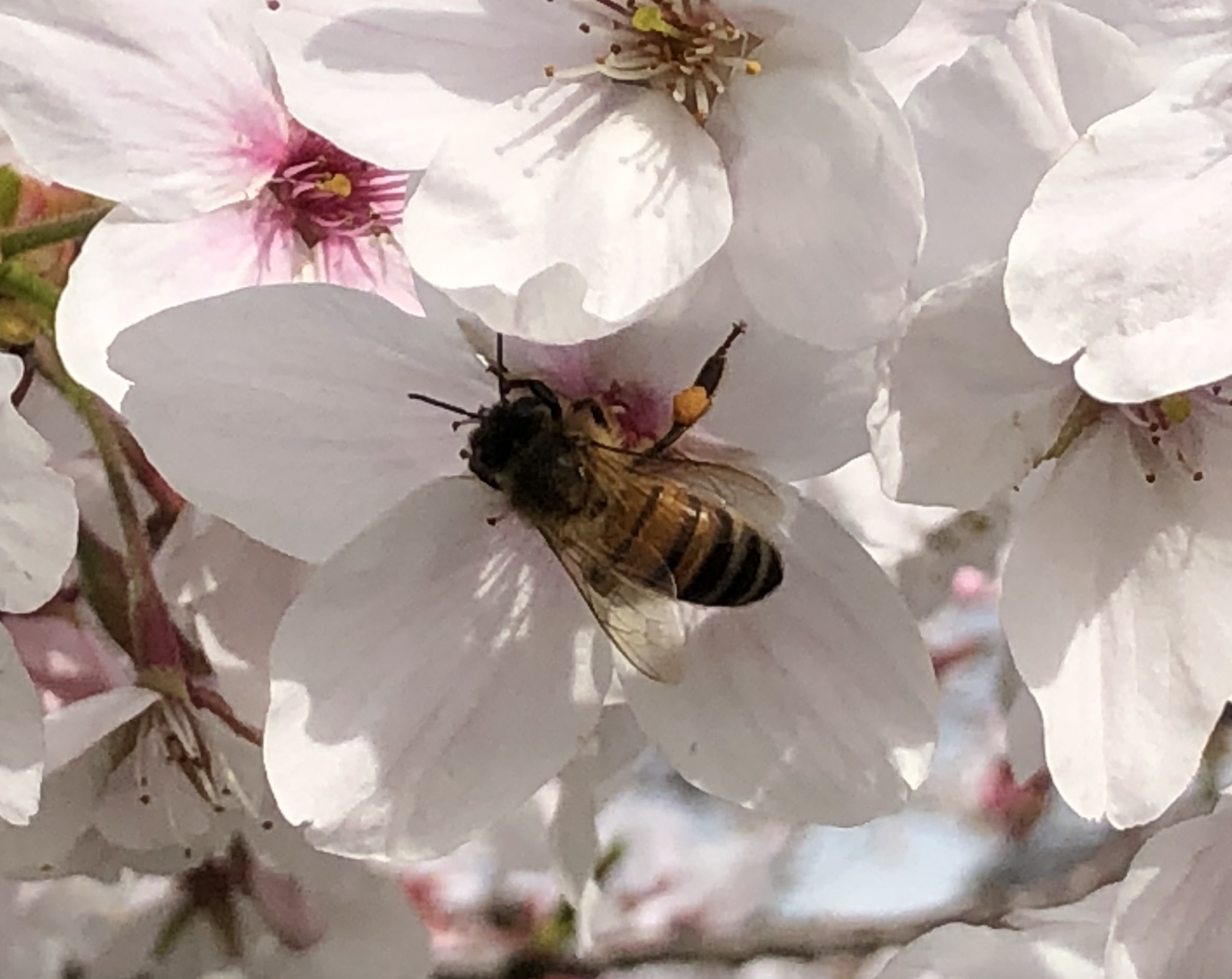 Ape sui fiori bianchi